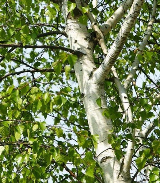 Betula pendula 2-kmeň
